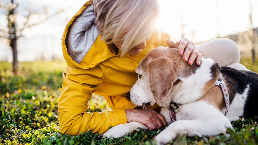 Our Furry Friends in Spring