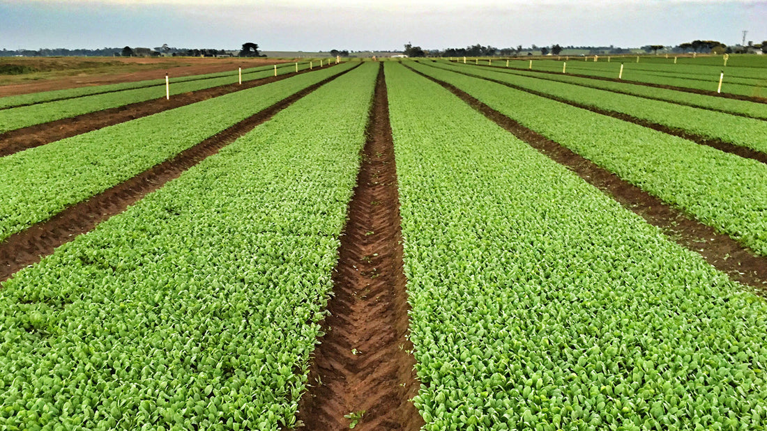 The Sustainable Choice